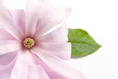 Beautiful pink magnolia flower with green leaf on white background, closeup Photo of Beautiful pink magnolia flower with green leaf on white background, closeup