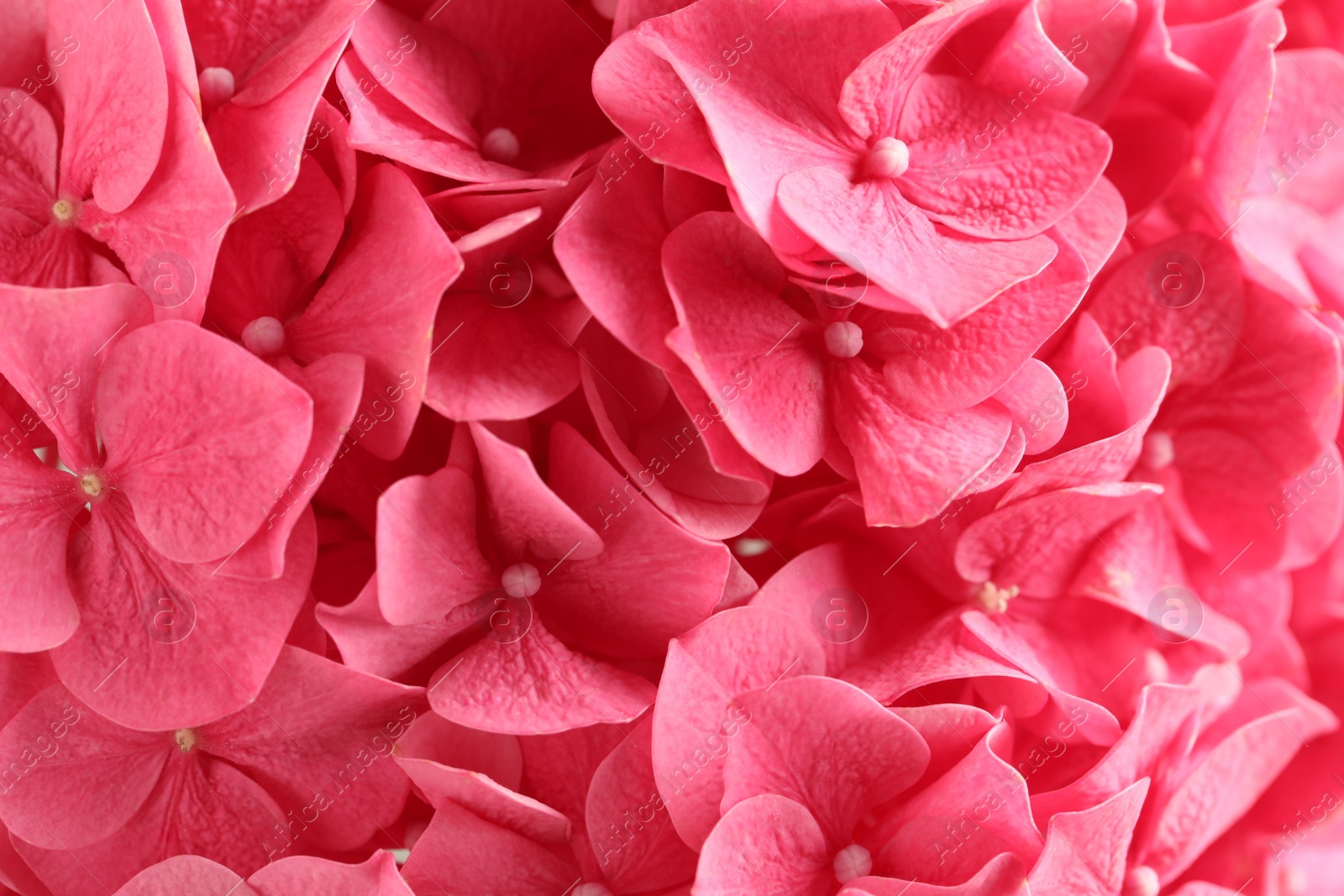Beautiful pink hortensia flowers as background, closeup Photo of Beautiful pink hortensia flowers as background, closeup