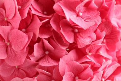 Beautiful pink hortensia flowers as background, closeup Photo of Beautiful pink hortensia flowers as background, closeup