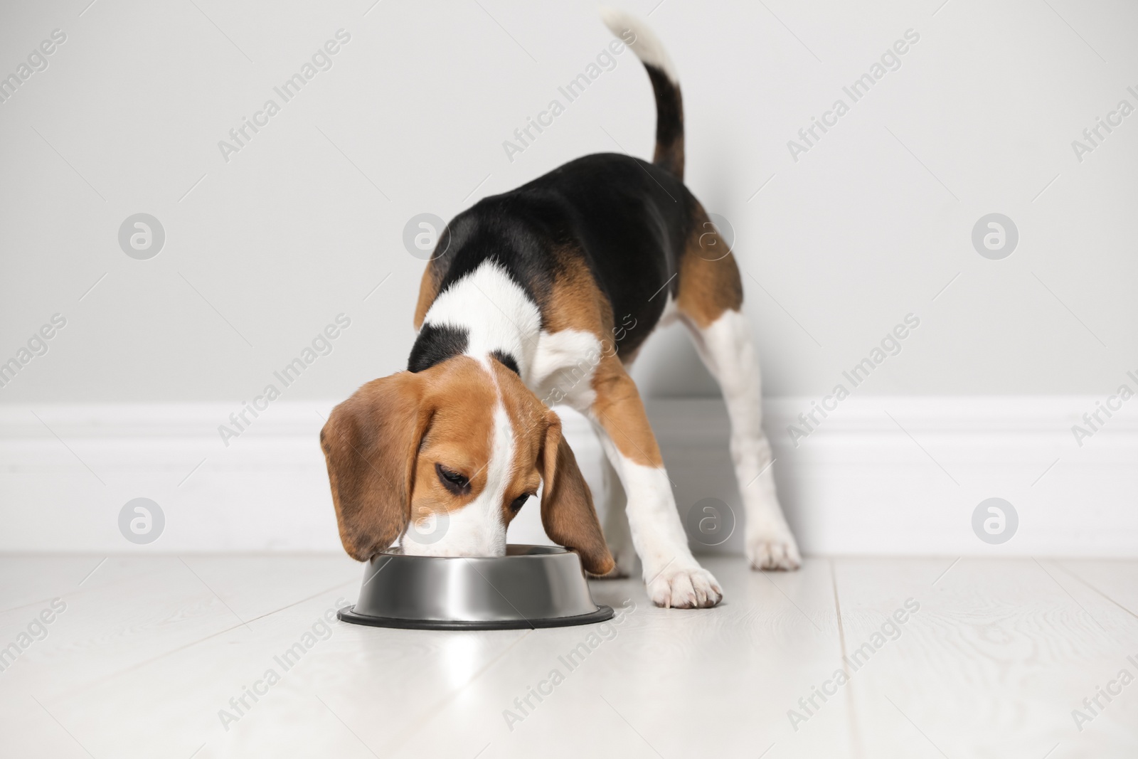 Cute Beagle puppy eating near light wall indoors. Adorable pet Photo of Cute Beagle puppy eating near light wall indoors. Adorable pet