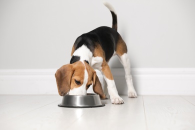 Cute Beagle puppy eating near light wall indoors. Adorable pet Photo of Cute Beagle puppy eating near light wall indoors. Adorable pet