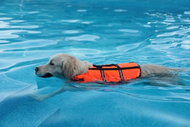 Dog rescuer wearing life vest swimming in pool outdoors Photo of Dog rescuer wearing life vest swimming in pool outdoors