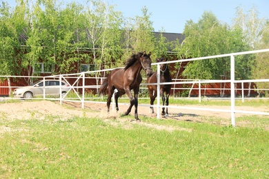 Dark bay horses in paddock on sunny day. Beautiful pets Photo of Dark bay horses in paddock on sunny day. Beautiful pets