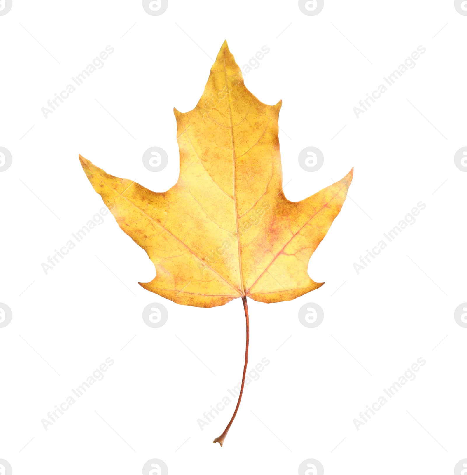 Beautiful leaf isolated on white. Autumn season Photo of Beautiful leaf isolated on white. Autumn season