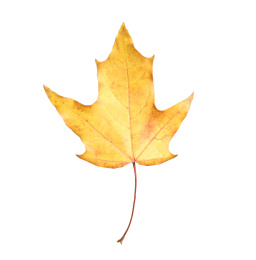 Beautiful leaf isolated on white. Autumn season Photo of Beautiful leaf isolated on white. Autumn season