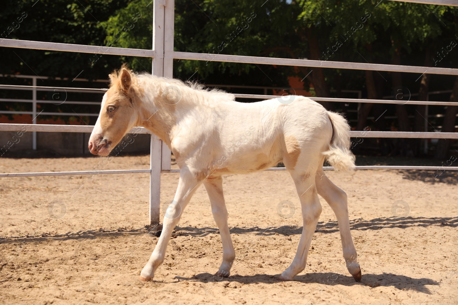 Cute baby horse in paddock on sunny day. Beautiful pet Photo of Cute baby horse in paddock on sunny day. Beautiful pet