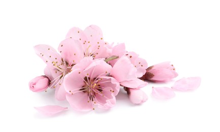 Beautiful sakura tree flowers on white background Photo of Beautiful sakura tree flowers on white background