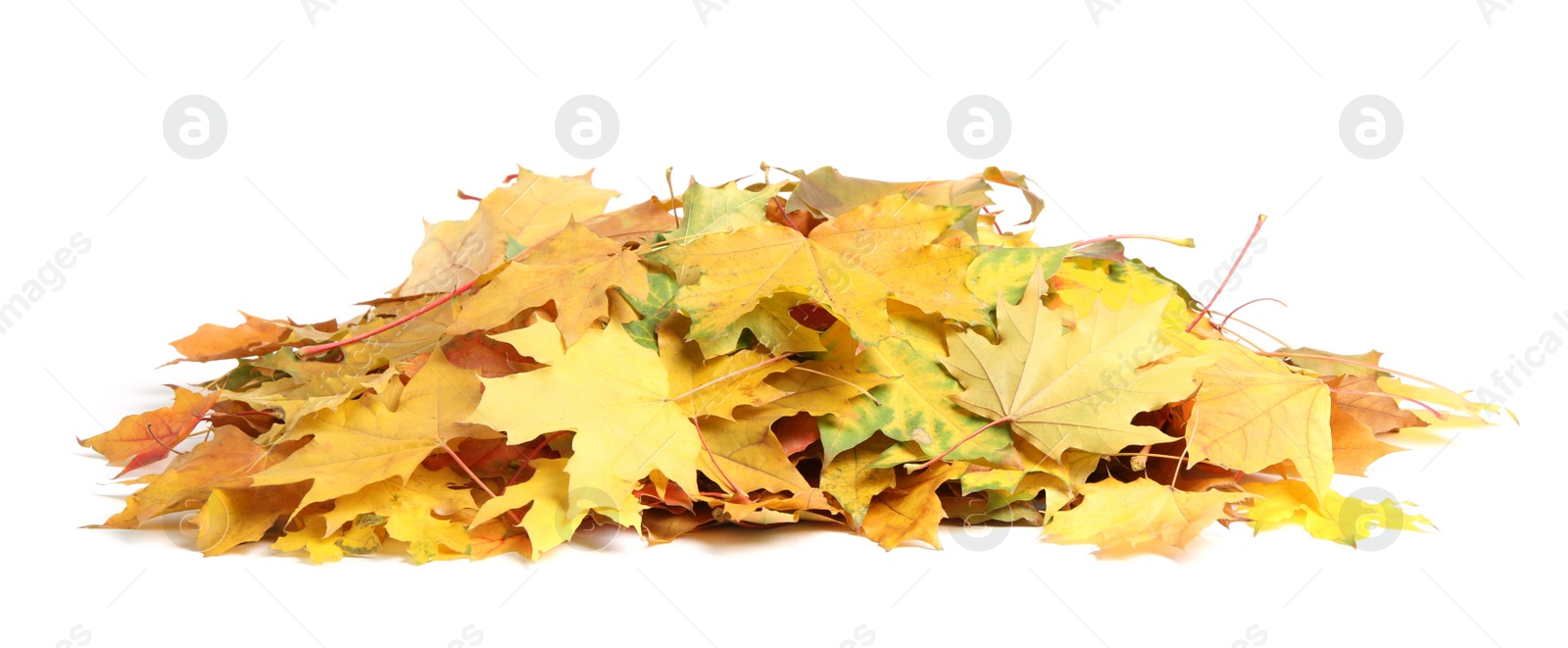 Pile of autumn leaves on white background Photo of Pile of autumn leaves on white background