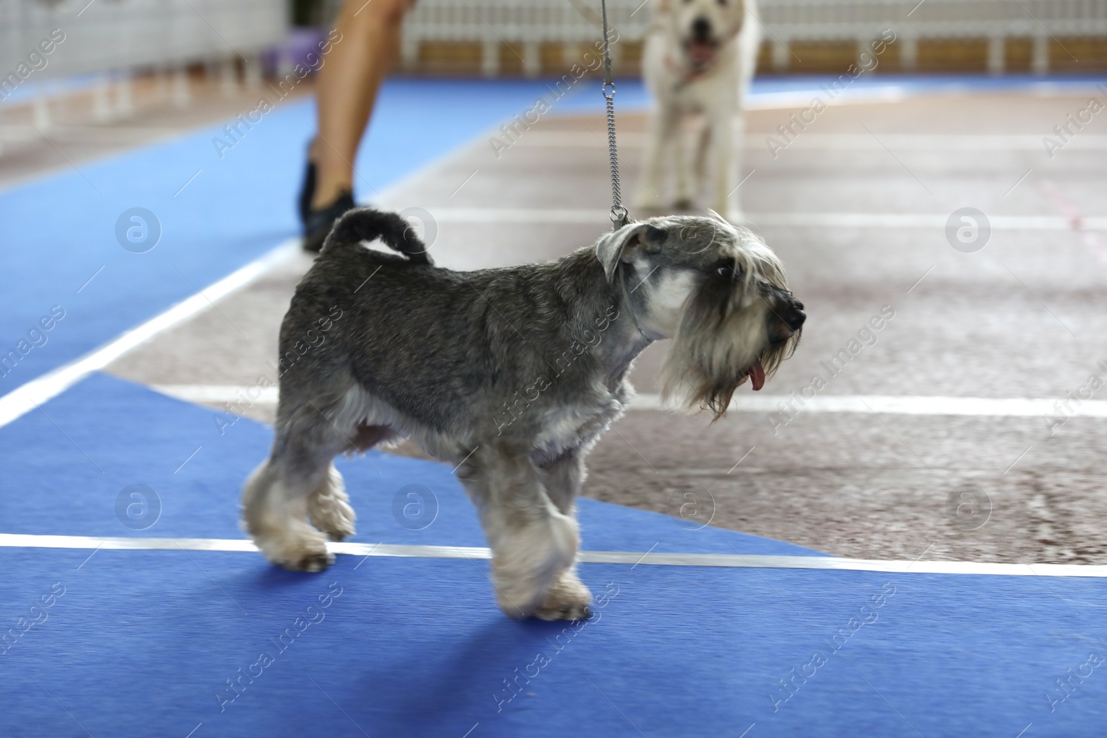 Cute grey Miniature Schnauzer on blue track at dog show Image of Cute grey Miniature Schnauzer on blue track at dog show