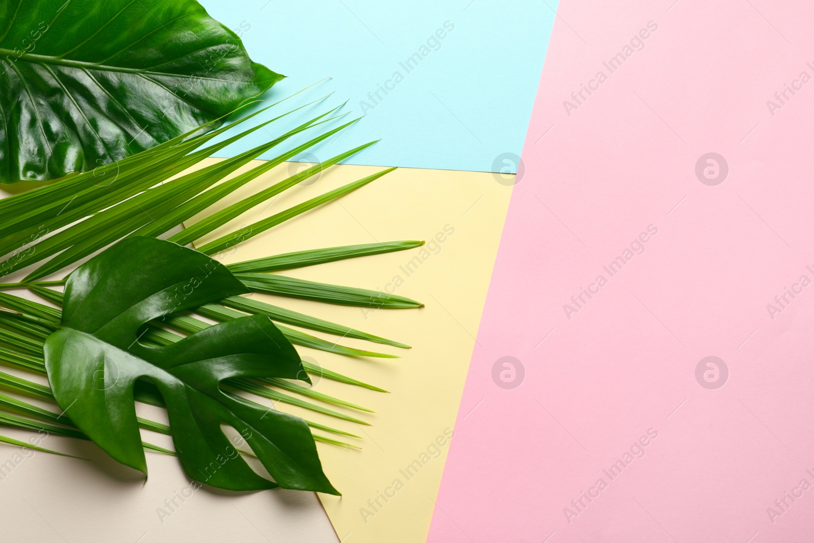 Different tropical leaves on color background, top view Photo of Different tropical leaves on color background, top view