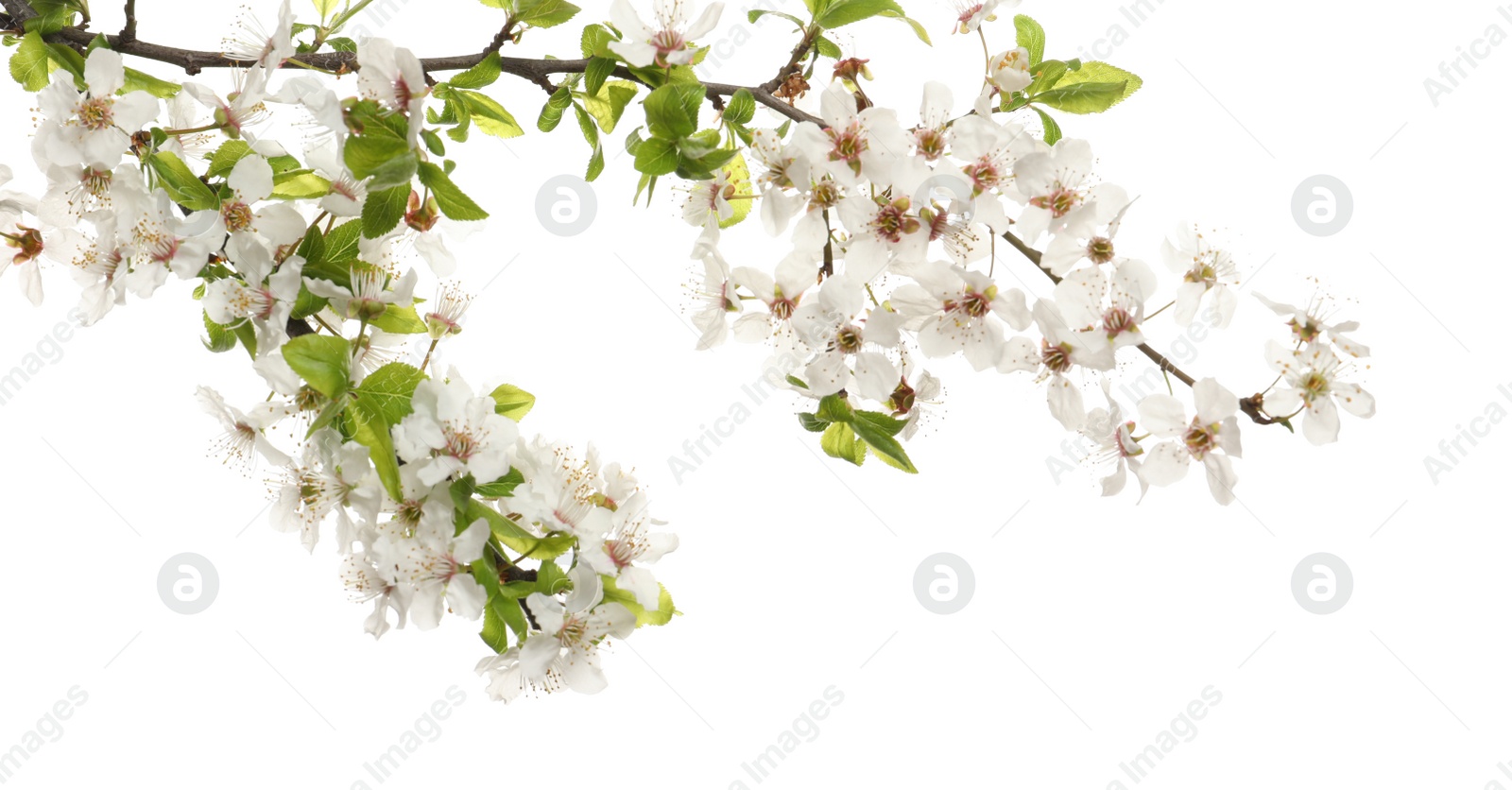 Cherry tree branch with beautiful blossoms isolated on white Photo of Cherry tree branch with beautiful blossoms isolated on white