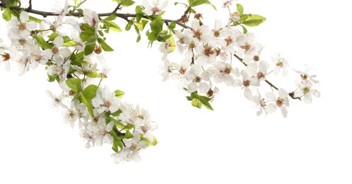 Photo of Cherry tree branch with beautiful blossoms isolated on white
