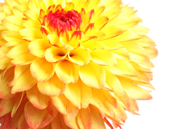 Beautiful yellow dahlia flower on white background, closeup view Photo of Beautiful yellow dahlia flower on white background, closeup view