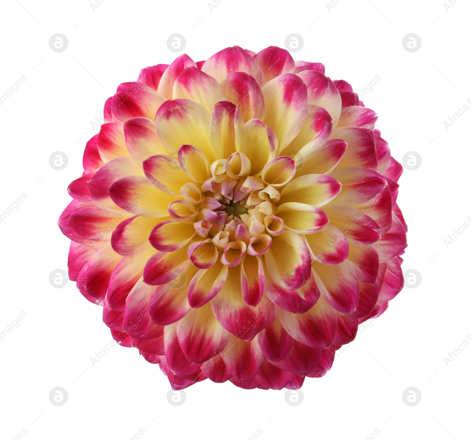 Beautiful blooming dahlia flower isolated on white Photo of Beautiful blooming dahlia flower isolated on white