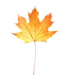 Photo of Beautiful leaf isolated on white. Autumn season