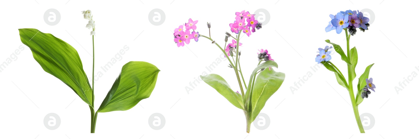 Collection of different beautiful wild flowers on white background. Banner design Image of Collection of different beautiful wild flowers on white background. Banner design