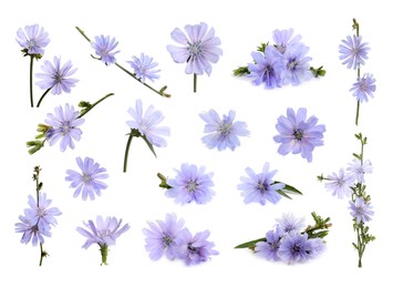 Beautiful tender chicory flowers on white background, collage Image of Beautiful tender chicory flowers on white background, collage