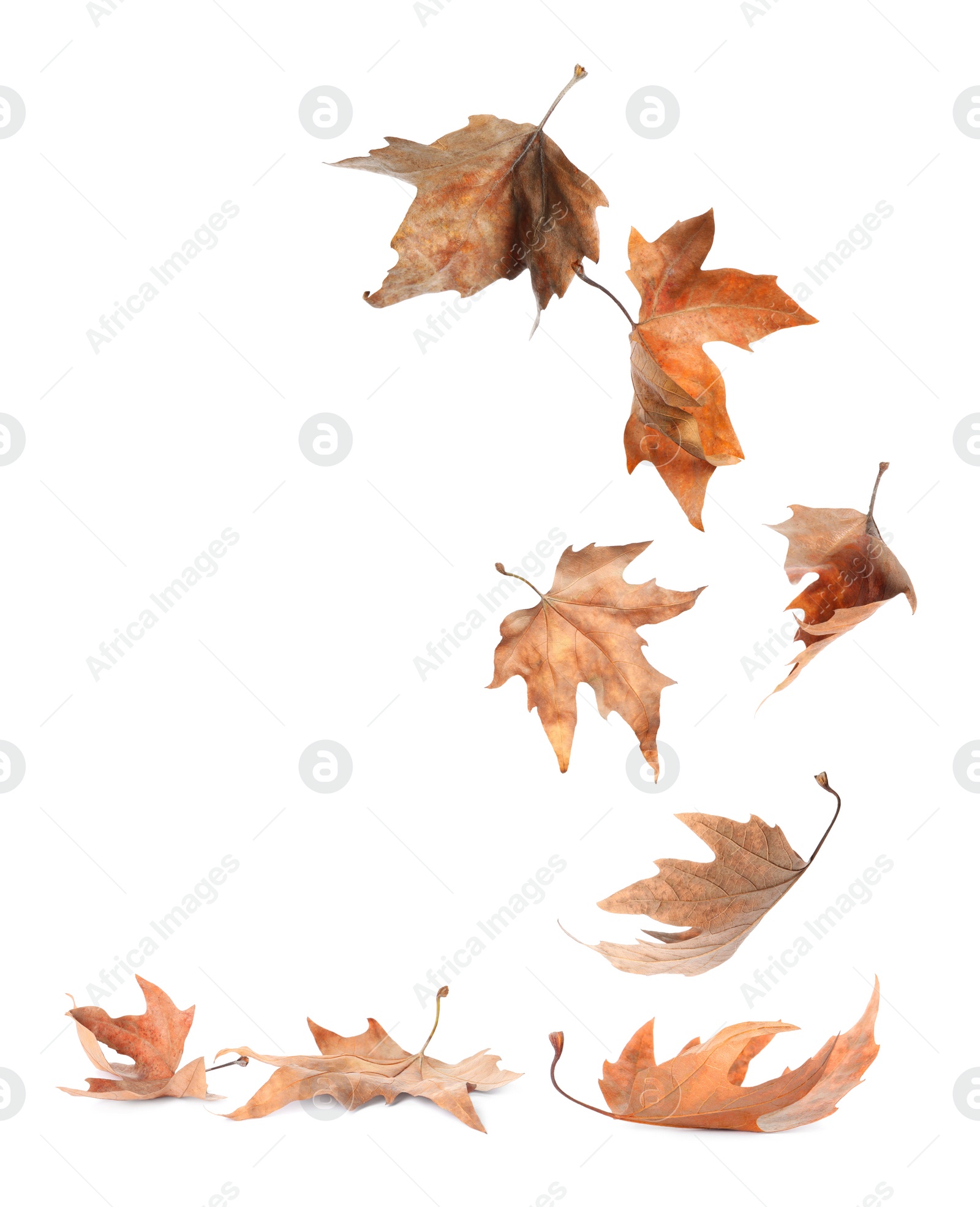 Beautiful autumn leaves falling on white background Image of Beautiful autumn leaves falling on white background