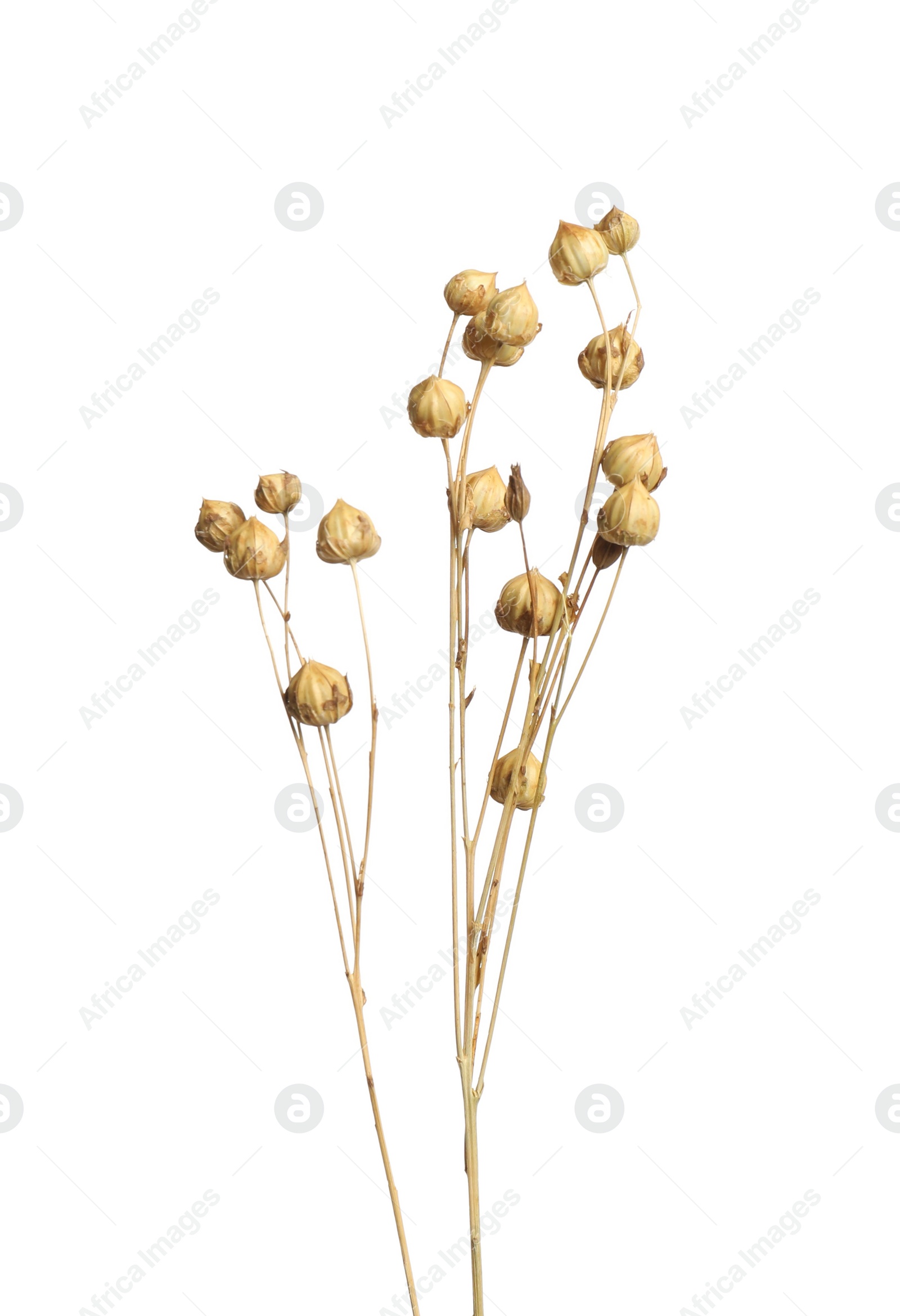 Beautiful tender dried flowers on white background. Photo of Beautiful tender dried flowers on white background.