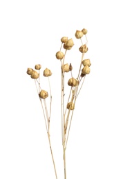 Beautiful tender dried flowers on white background. Photo of Beautiful tender dried flowers on white background.