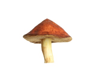 Fresh slippery jack mushroom isolated on white Photo of Fresh slippery jack mushroom isolated on white