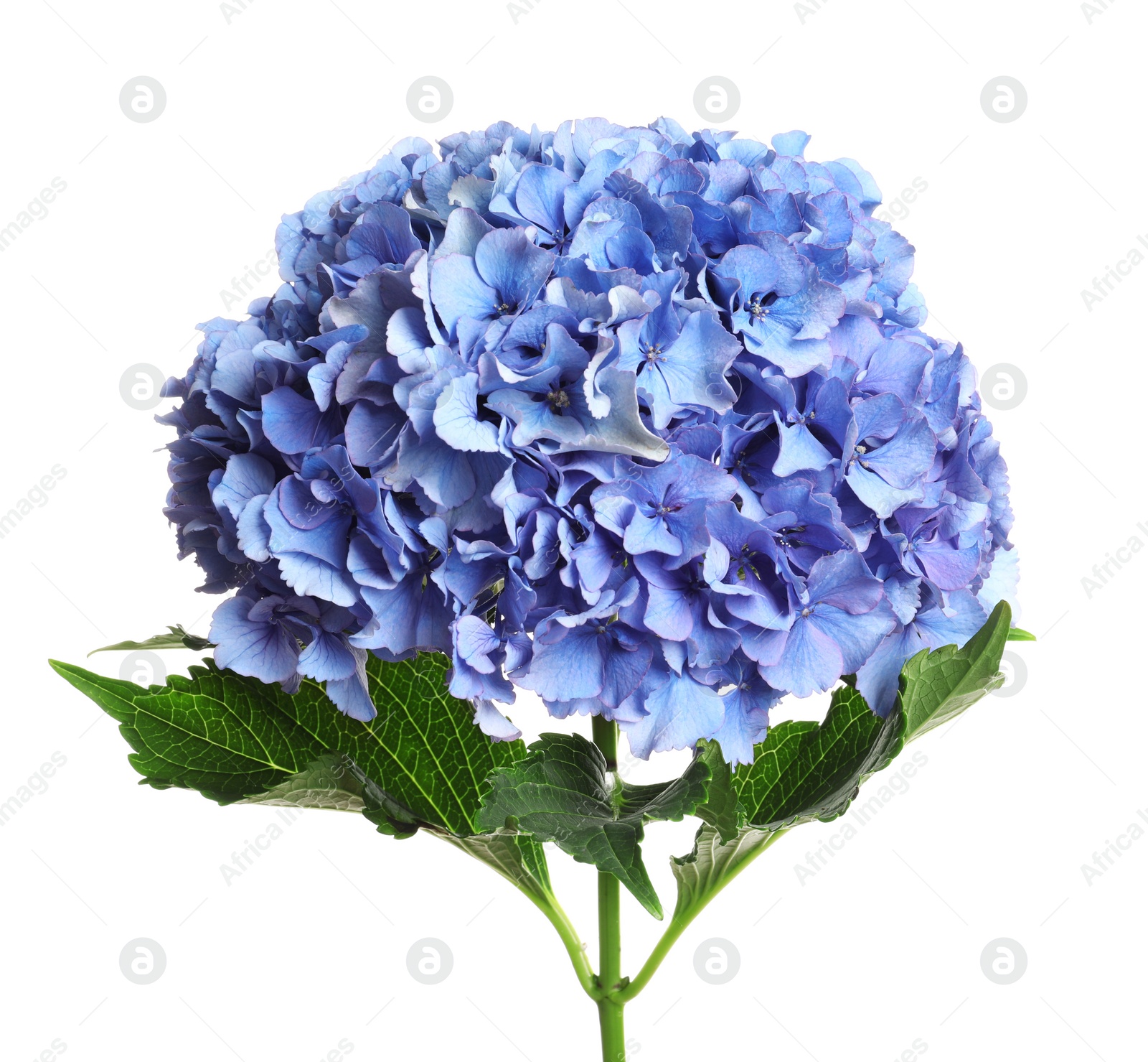 Branch of hortensia plant with delicate flowers on white background Photo of Branch of hortensia plant with delicate flowers on white background