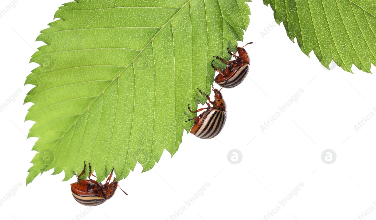 Photo of Many colorado potato beetles on green leaf against white background