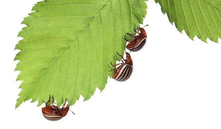 Photo of Many colorado potato beetles on green leaf against white background