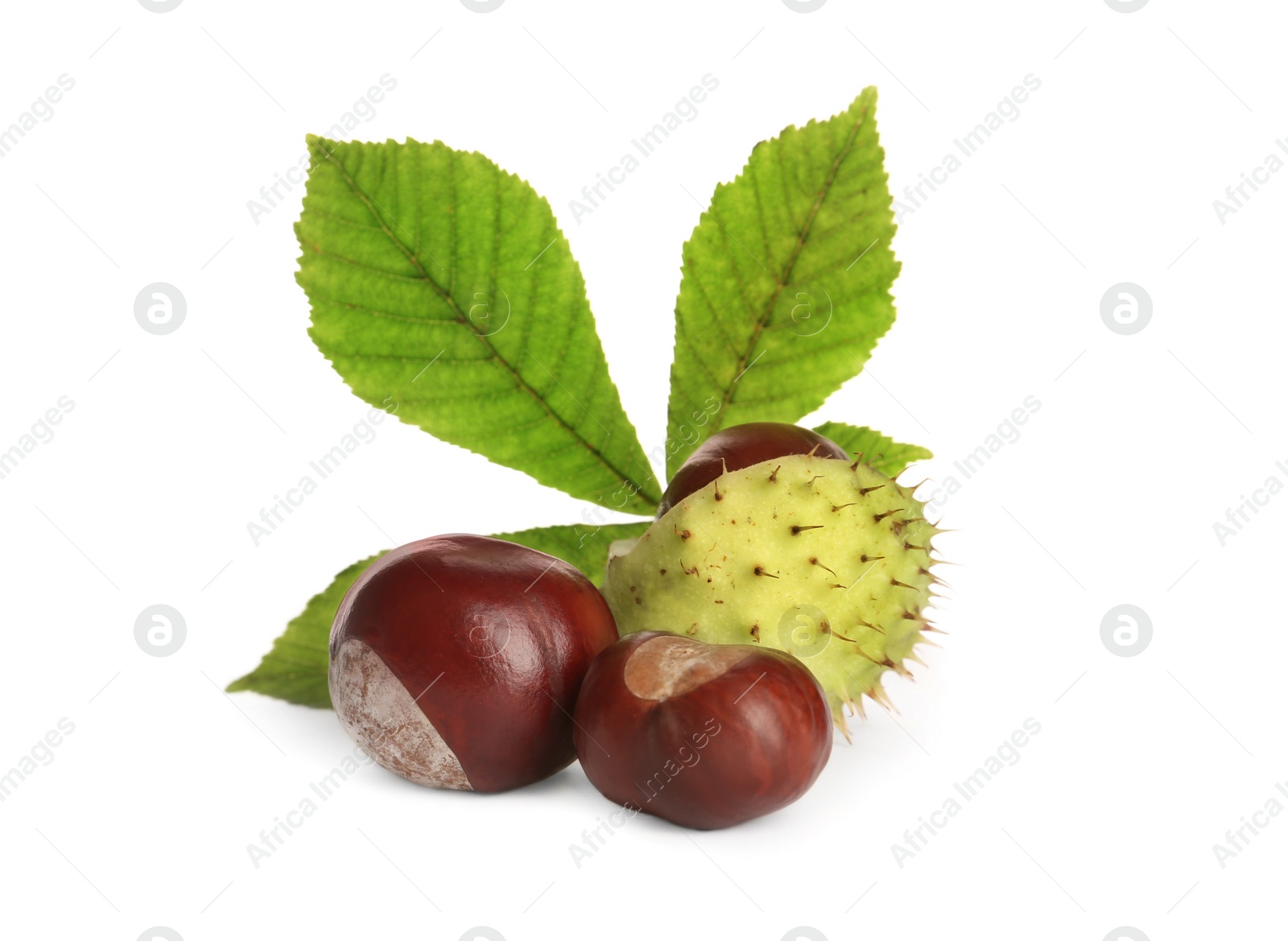 Horse chestnuts and tree leaf on white background Photo of Horse chestnuts and tree leaf on white background