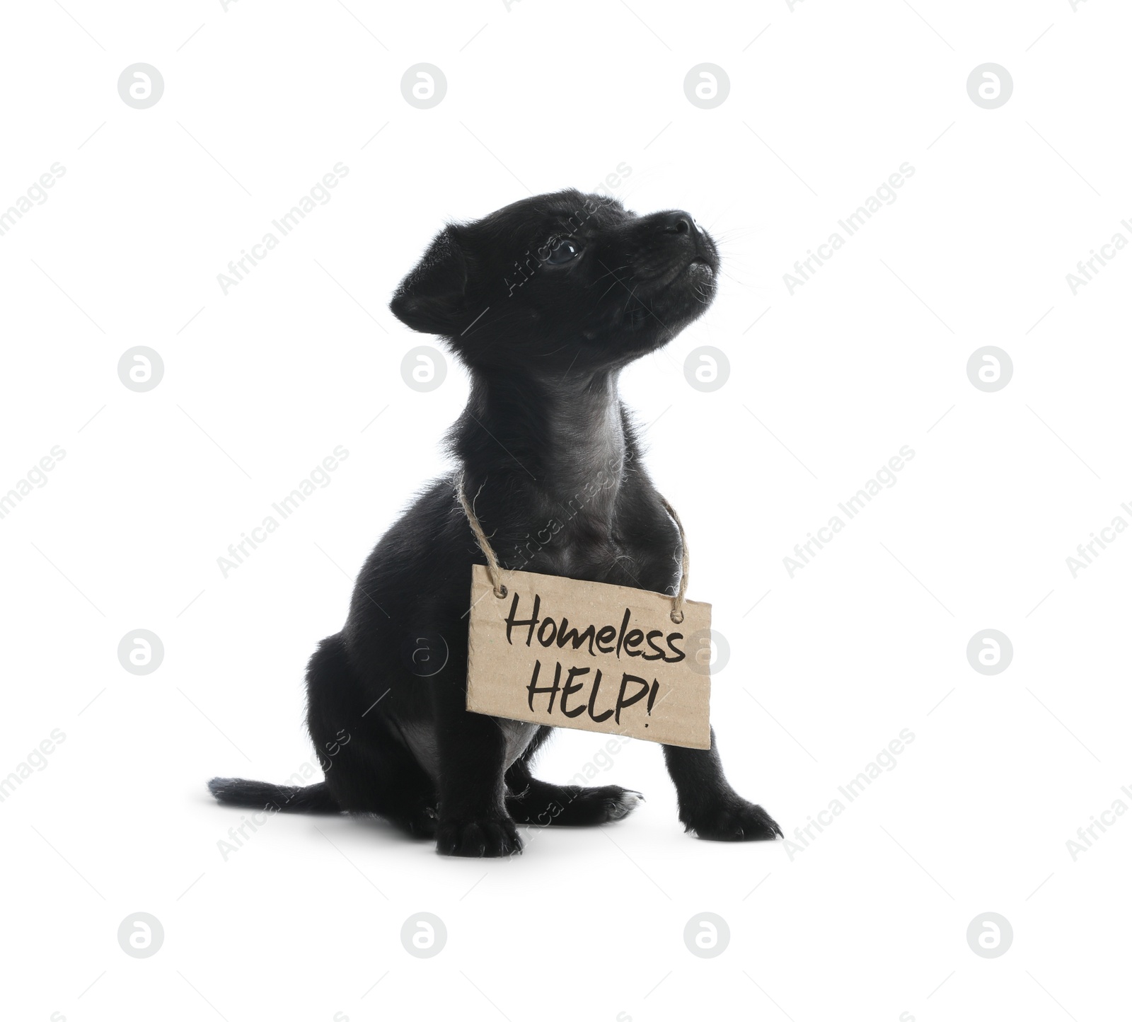 Cute little dog with blank cardboard sign on white background. Homeless pet Photo of Cute little dog with blank cardboard sign on white background. Homeless pet