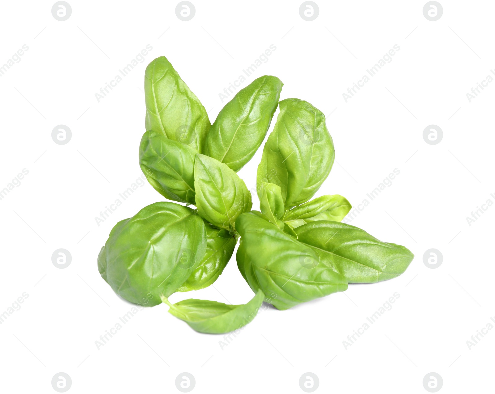 Fresh green basil leaves isolated on white Photo of Fresh green basil leaves isolated on white
