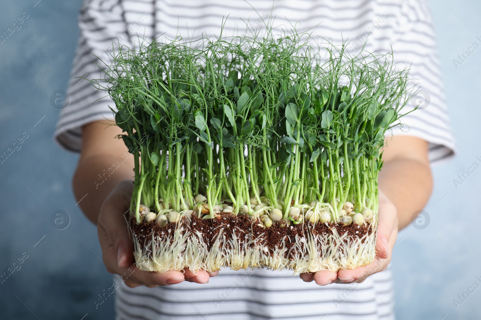 Woman holding fresh microgreen on blue background, closeup Photo of Woman holding fresh microgreen on blue background, closeup