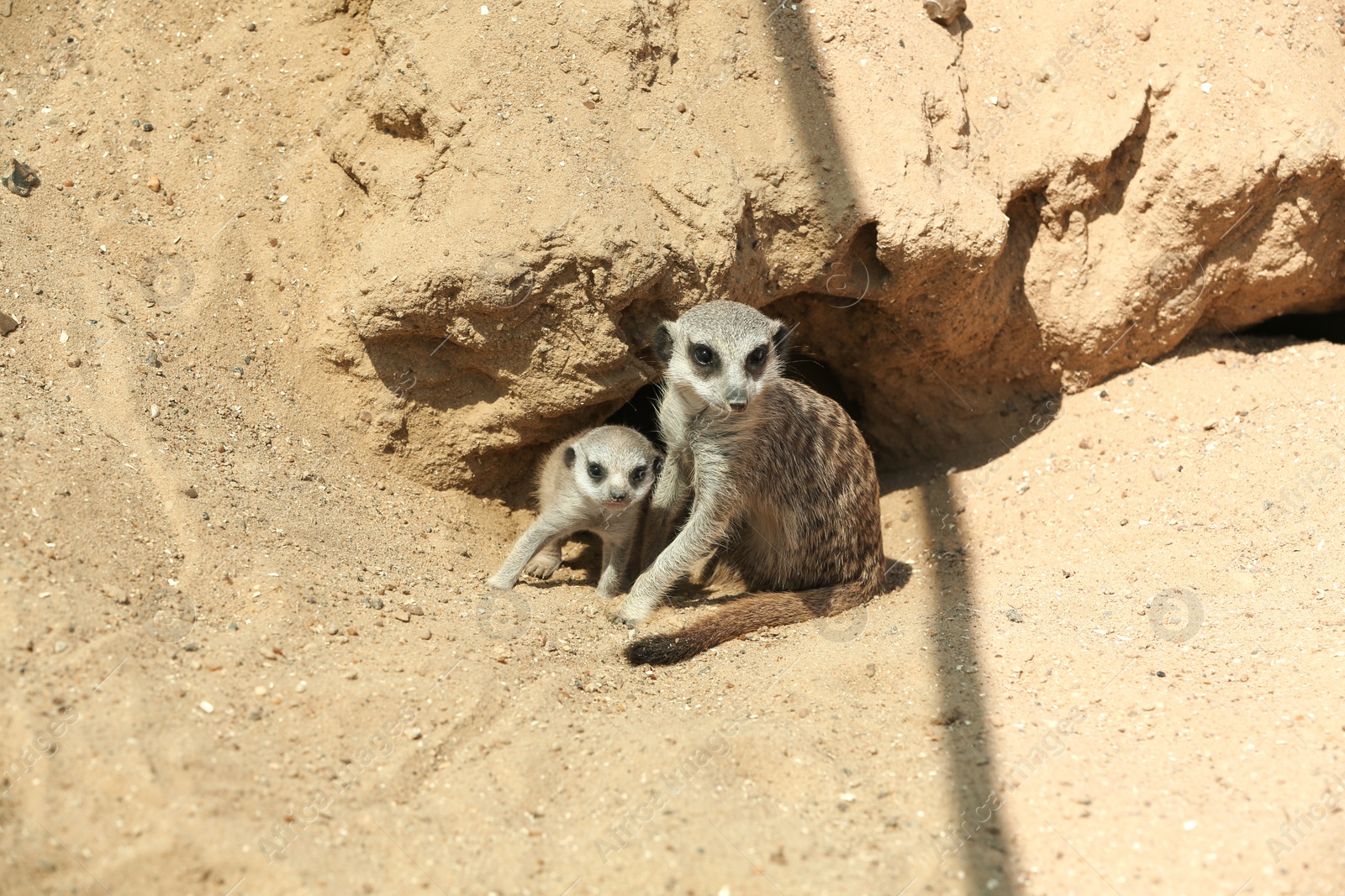 Photo of Cute meerkats at enclosure in zoo on sunny day
