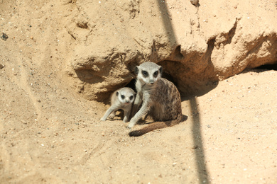 Cute meerkats at enclosure in zoo on sunny day Photo of Cute meerkats at enclosure in zoo on sunny day