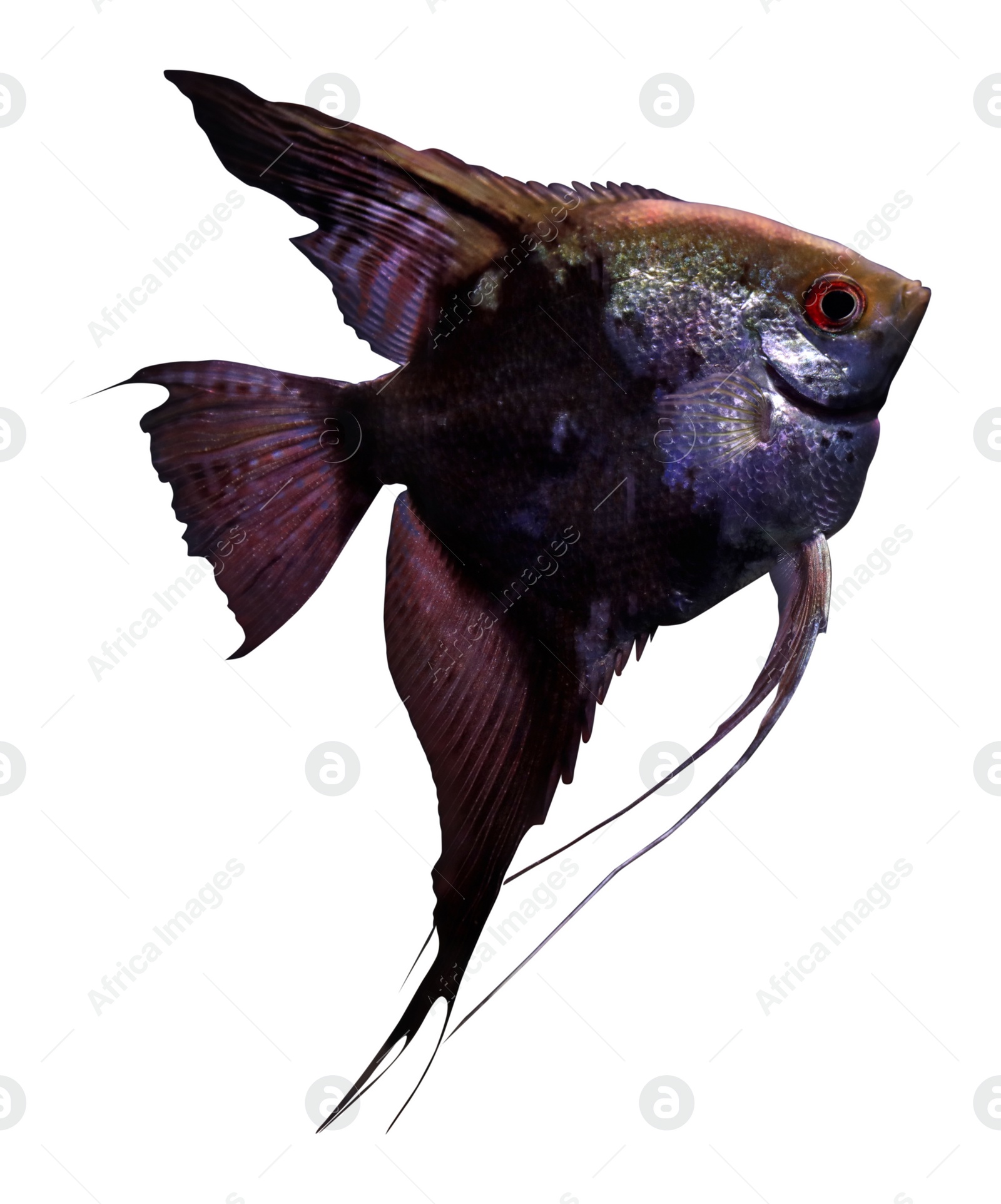 Beautiful tropical scalaria fish on white background Image of Beautiful tropical scalaria fish on white background