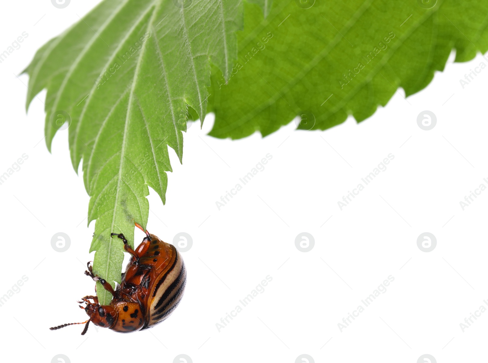 Photo of Colorado potato beetle on green leaf against white background