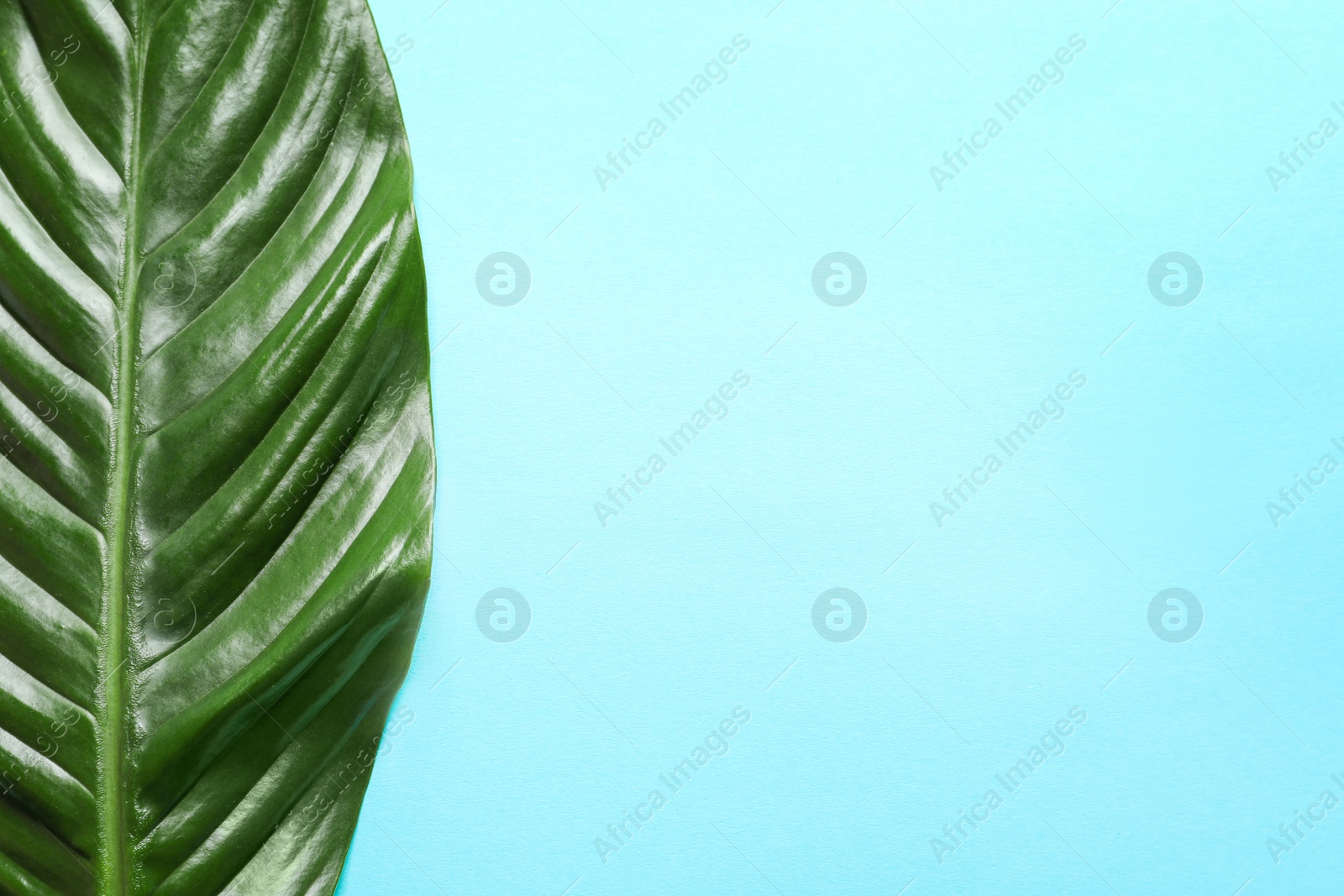 Beautiful tropical Spathiphyllum leaf on color background, top view Photo of Beautiful tropical Spathiphyllum leaf on color background, top view