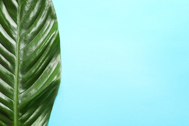 Beautiful tropical Spathiphyllum leaf on color background, top view Photo of Beautiful tropical Spathiphyllum leaf on color background, top view