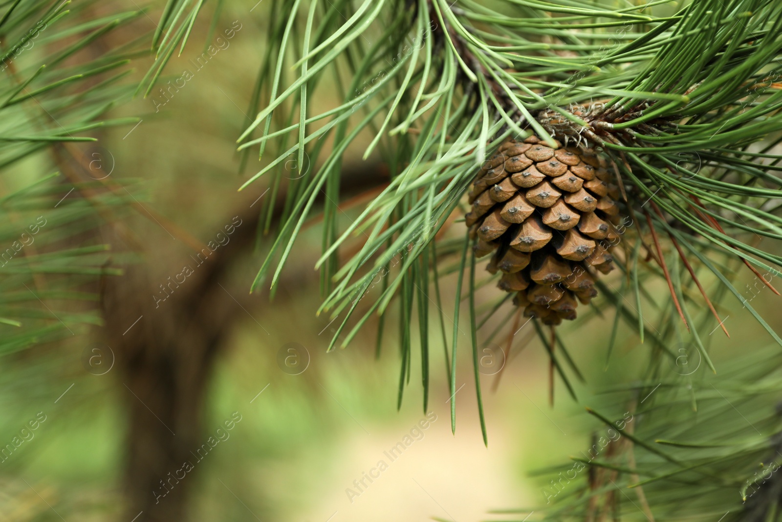 Photo of Cone growing on pine branch outdoors, closeup