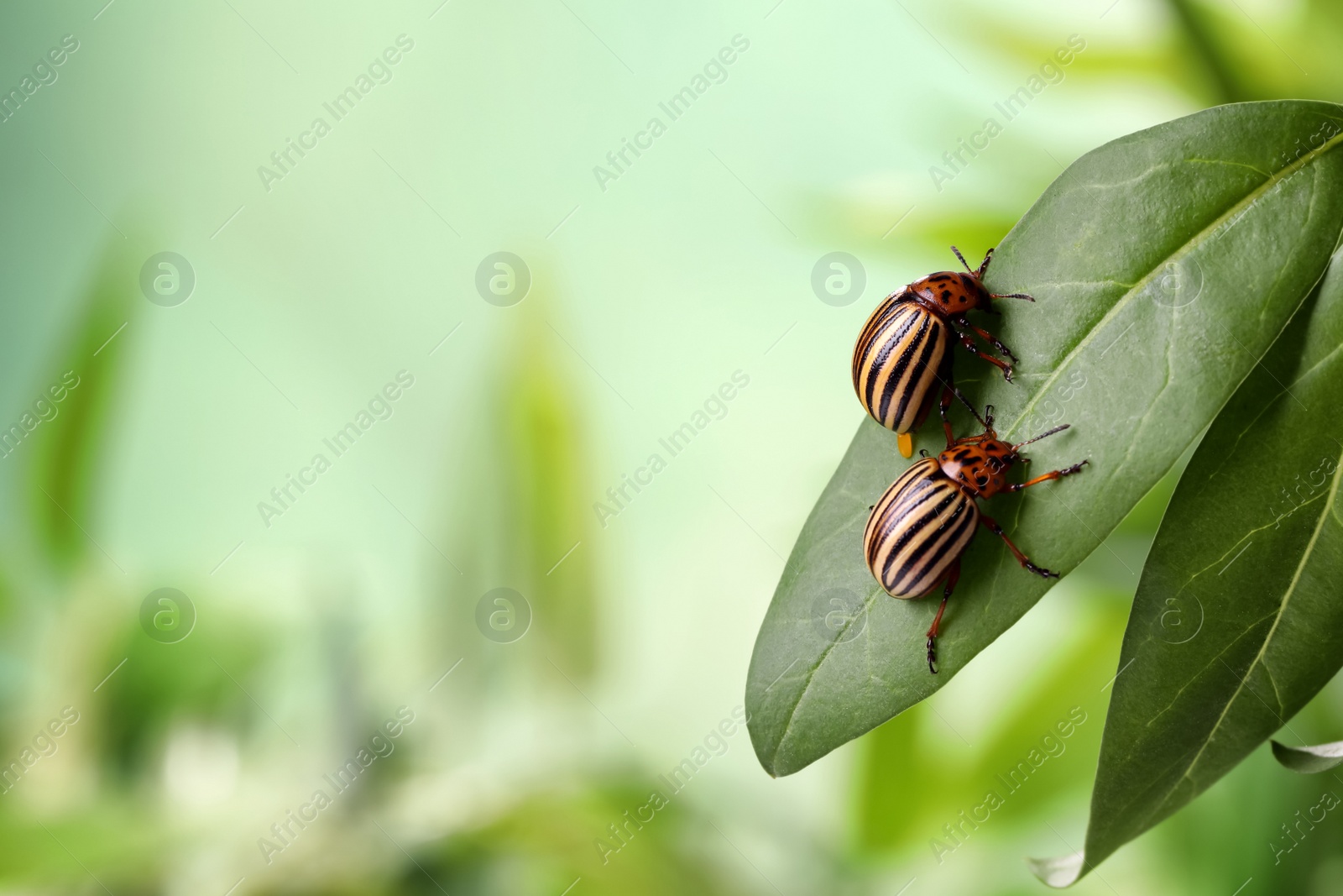 Colorado potato beetles on green leaf against blurred background, closeup. Space for text Photo of Colorado potato beetles on green leaf against blurred background, closeup. Space for text
