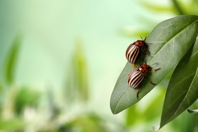Colorado potato beetles on green leaf against blurred background, closeup. Space for text Photo of Colorado potato beetles on green leaf against blurred background, closeup. Space for text