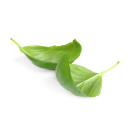 Photo of Fresh green basil leaves isolated on white