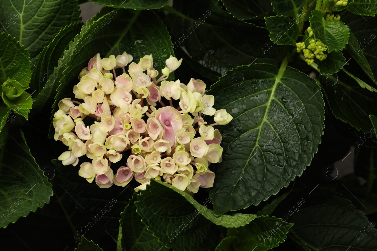 Beautiful hortensia plant with light flowers, closeup Photo of Beautiful hortensia plant with light flowers, closeup