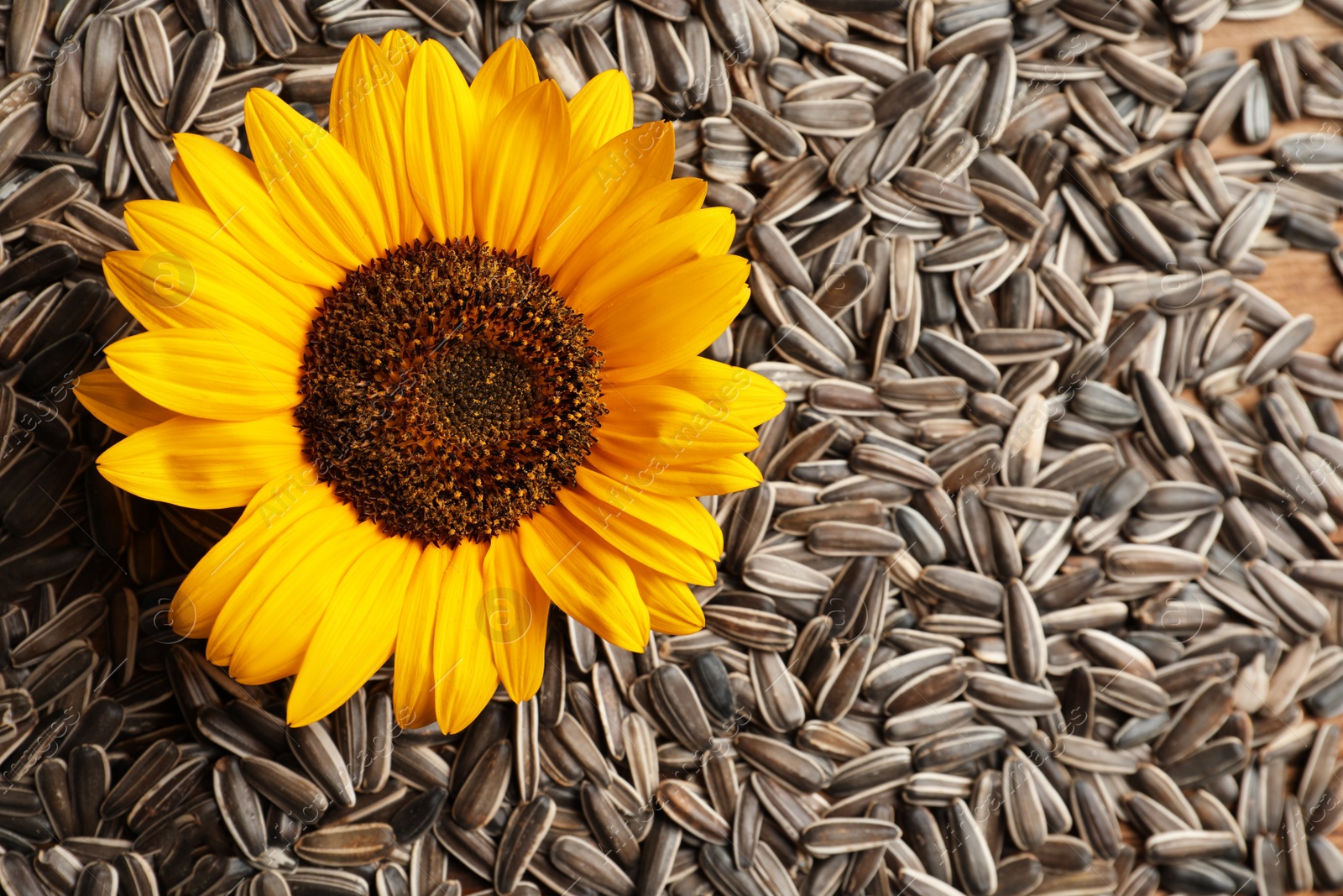Beautiful flower and raw sunflower seeds as background, top view Photo of Beautiful flower and raw sunflower seeds as background, top view