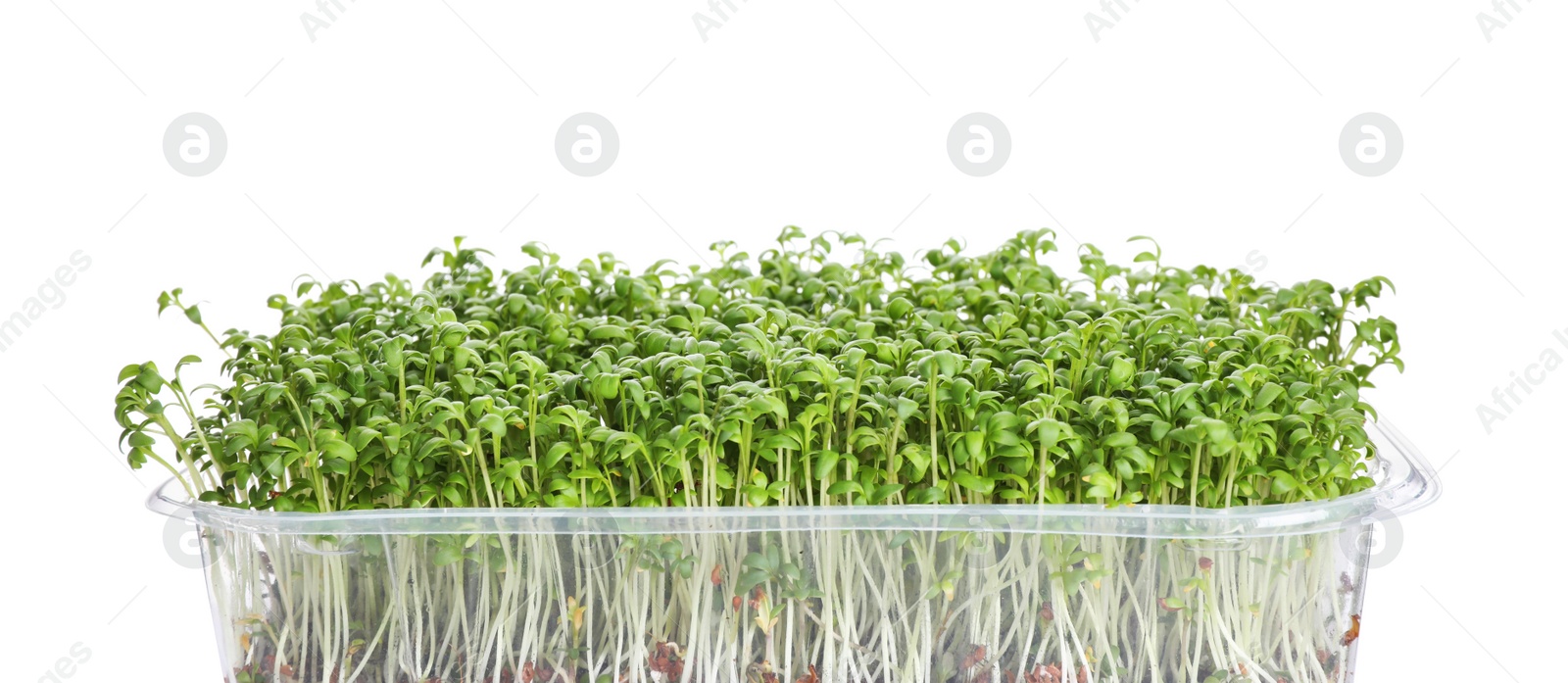 Fresh organic microgreen in plastic container on white background Photo of Fresh organic microgreen in plastic container on white background