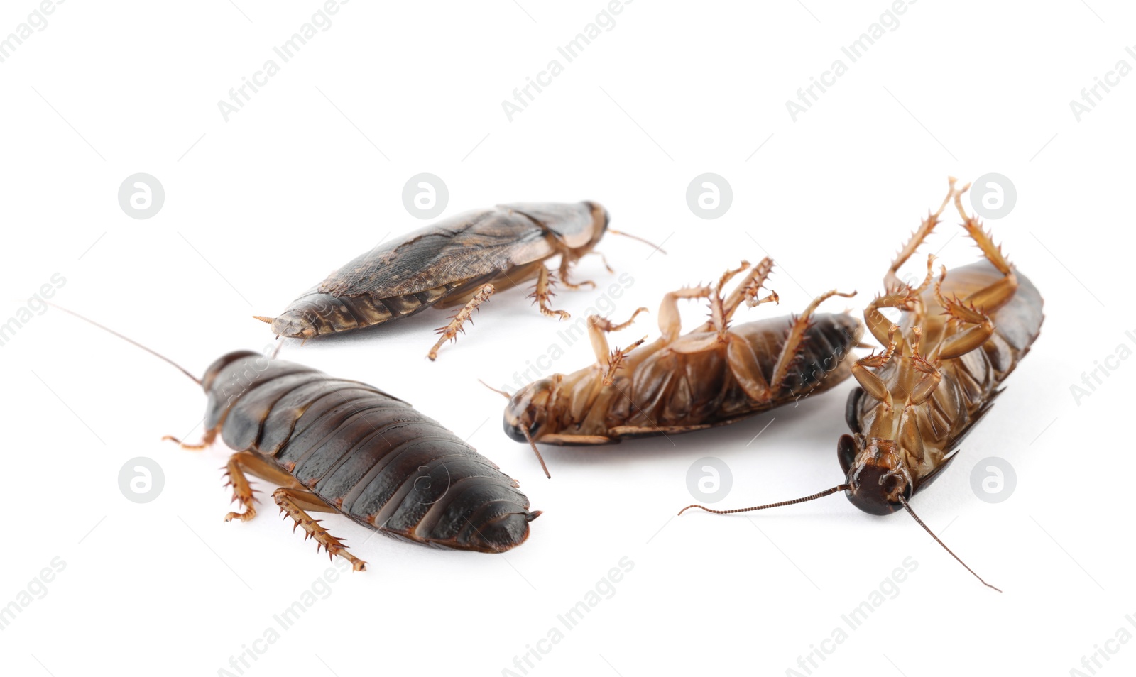 Many cockroaches on white background. Pest control Image of Many cockroaches on white background. Pest control