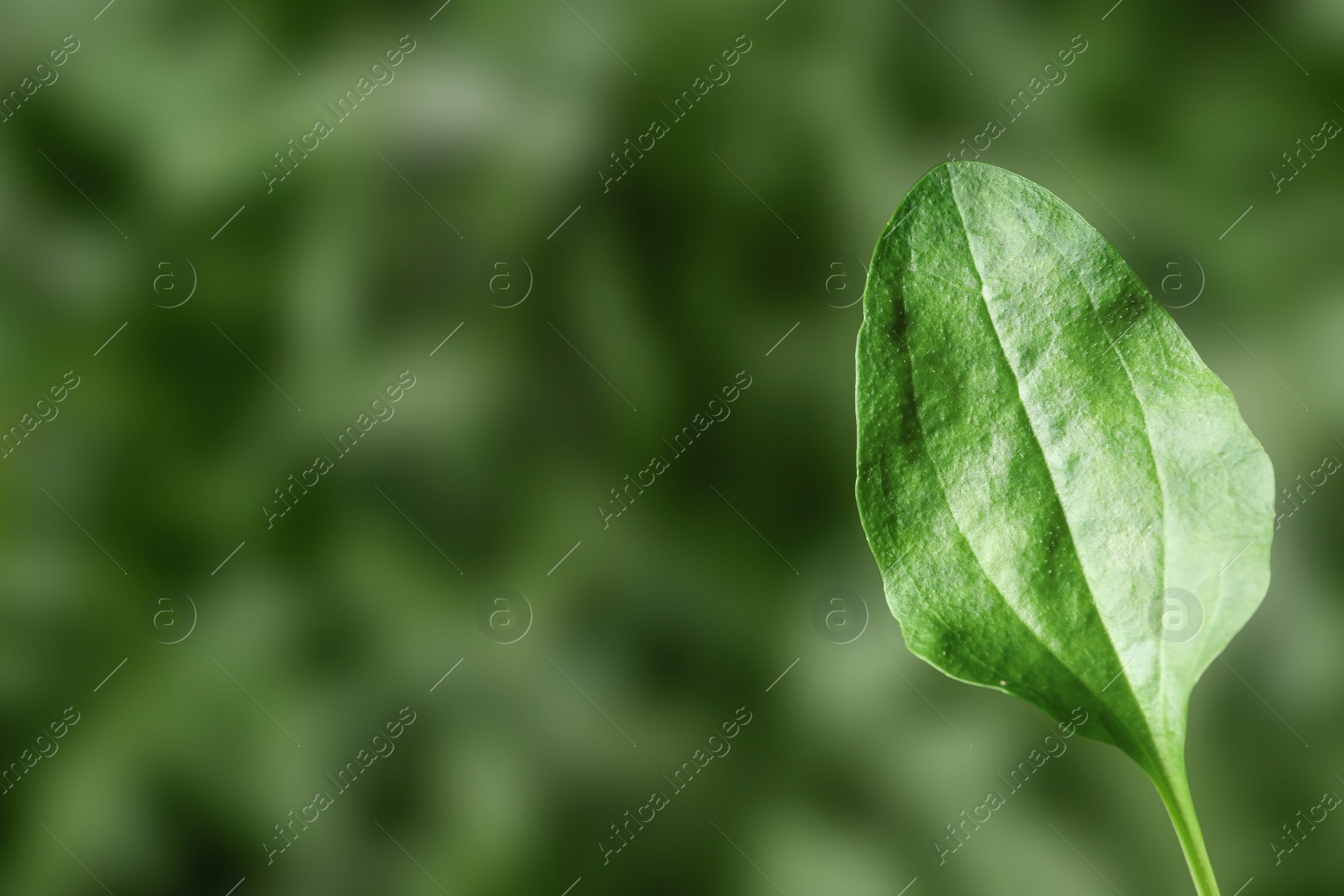 Green broadleaf plantain leaf outdoors, space for text. Medicinal herb Photo of Green broadleaf plantain leaf outdoors, space for text. Medicinal herb