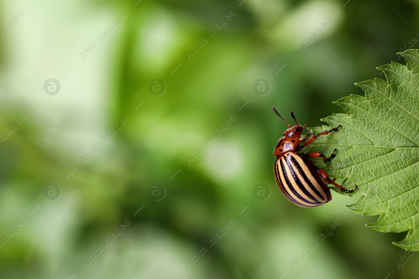 Colorado potato beetle on green leaf against blurred background, closeup. Space for text Photo of Colorado potato beetle on green leaf against blurred background, closeup. Space for text