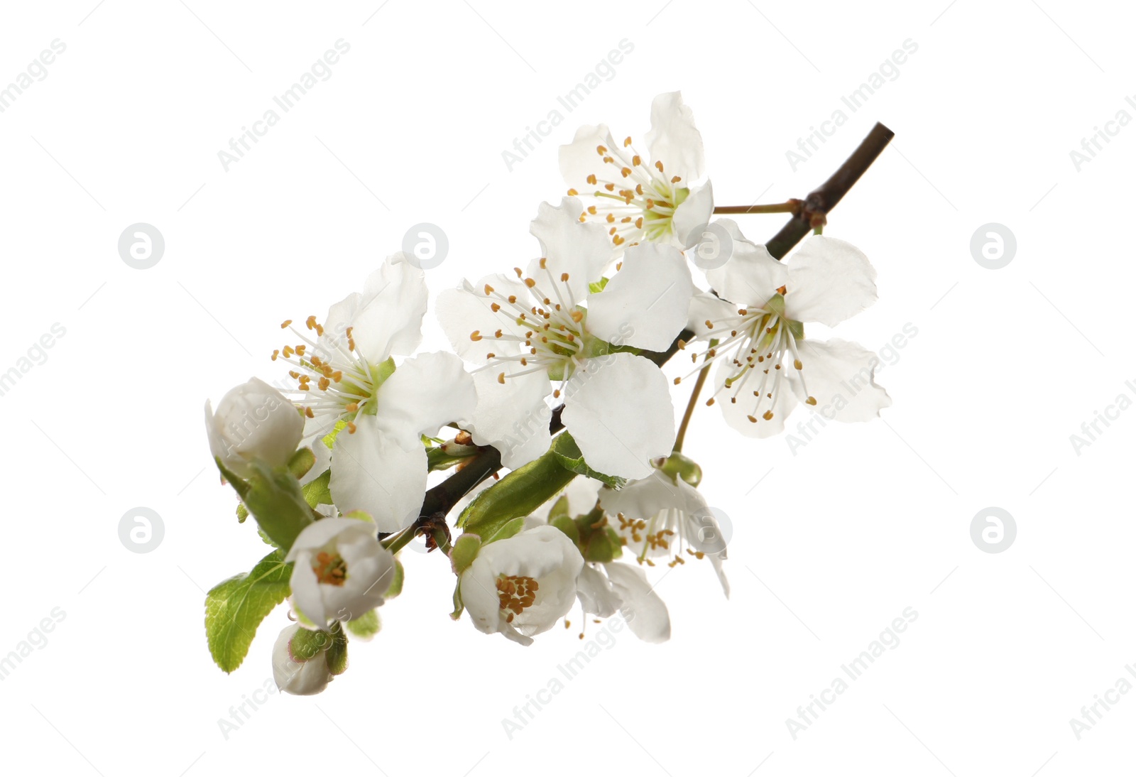 Photo of Beautiful fresh cherry blossoms isolated on white