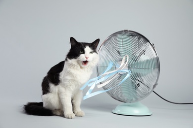 Cute fluffy cat enjoying air flow from fan on grey background. Summer heat Photo of Cute fluffy cat enjoying air flow from fan on grey background. Summer heat